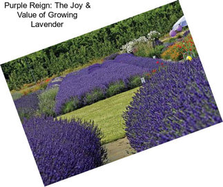 Purple Reign: The Joy & Value of Growing Lavender