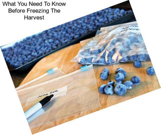 What You Need To Know Before Freezing The Harvest