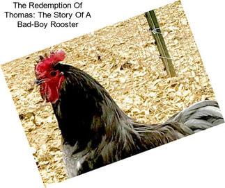 The Redemption Of Thomas: The Story Of A Bad-Boy Rooster