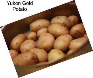 Yukon Gold Potato