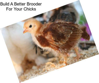Build A Better Brooder For Your Chicks