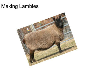 Making Lambies