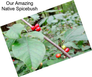 Our Amazing Native Spicebush
