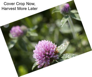 Cover Crop Now, Harvest More Later
