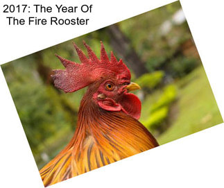 2017: The Year Of The Fire Rooster