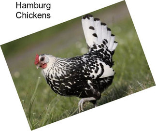 Hamburg Chickens