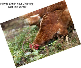How to Enrich Your Chickens\' Diet This Winter