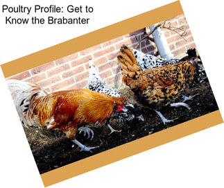 Poultry Profile: Get to Know the Brabanter