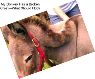 My Donkey Has a Broken Crest—What Should I Do?