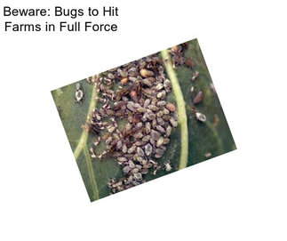 Beware: Bugs to Hit Farms in Full Force