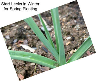Start Leeks in Winter for Spring Planting