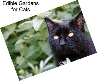 Edible Gardens for Cats