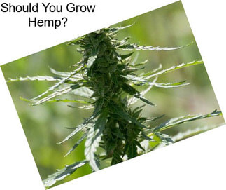 Should You Grow Hemp?