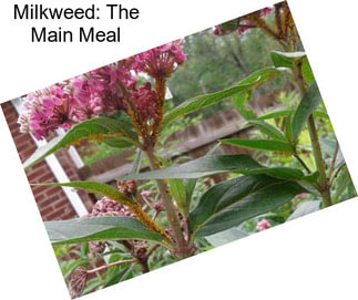 Milkweed: The Main Meal