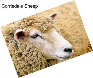 Corriedale Sheep