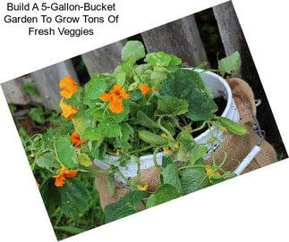 Build A 5-Gallon-Bucket Garden To Grow Tons Of Fresh Veggies