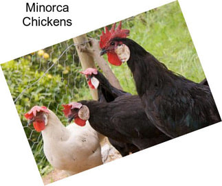 Minorca Chickens