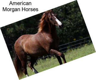 American Morgan Horses