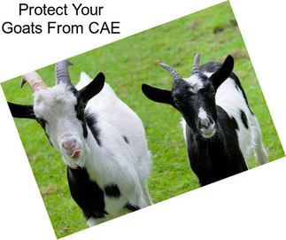 Protect Your Goats From CAE