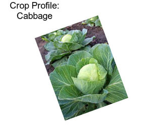 Crop Profile: Cabbage