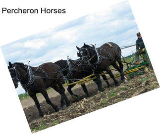 Percheron Horses