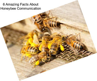 6 Amazing Facts About Honeybee Communication