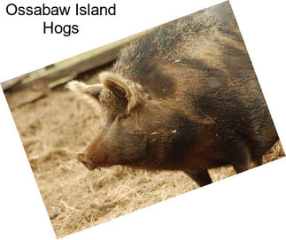 Ossabaw Island Hogs
