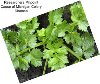 Researchers Pinpoint Cause of Michigan Celery Disease