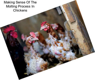 Making Sense Of The Molting Process In Chickens