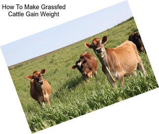How To Make Grassfed Cattle Gain Weight