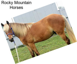 Rocky Mountain Horses