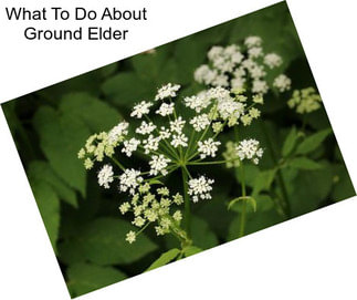 What To Do About Ground Elder