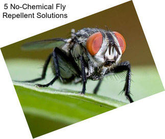 5 No-Chemical Fly Repellent Solutions