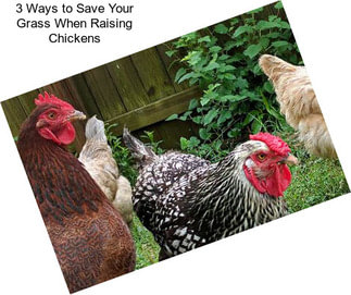 3 Ways to Save Your Grass When Raising Chickens