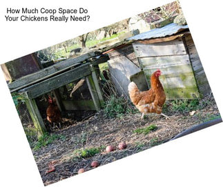 How Much Coop Space Do Your Chickens Really Need?