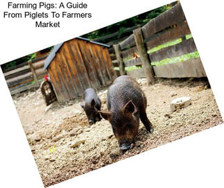 Farming Pigs: A Guide From Piglets To Farmers Market