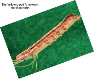 The Yellowstriped Armyworm Marches North