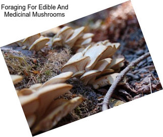 Foraging For Edible And Medicinal Mushrooms