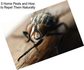 5 Home Pests and How to Repel Them Naturally
