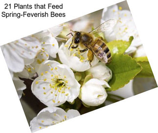 21 Plants that Feed Spring-Feverish Bees