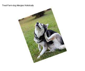 Treat Farm-dog Allergies Holistically