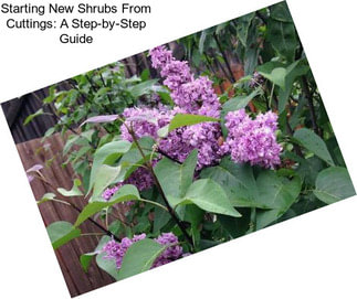Starting New Shrubs From Cuttings: A Step-by-Step Guide