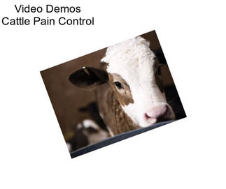 Video Demos Cattle Pain Control
