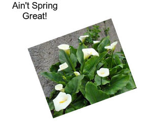 Ain\'t Spring Great!