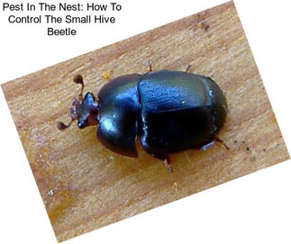 Pest In The Nest: How To Control The Small Hive Beetle
