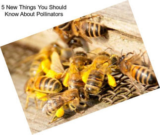 5 New Things You Should Know About Pollinators