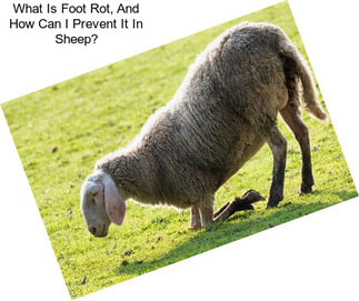 What Is Foot Rot, And How Can I Prevent It In Sheep?