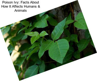 Poison Ivy: Facts About How It Affects Humans & Animals