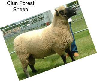 Clun Forest Sheep