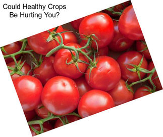 Could Healthy Crops Be Hurting You?